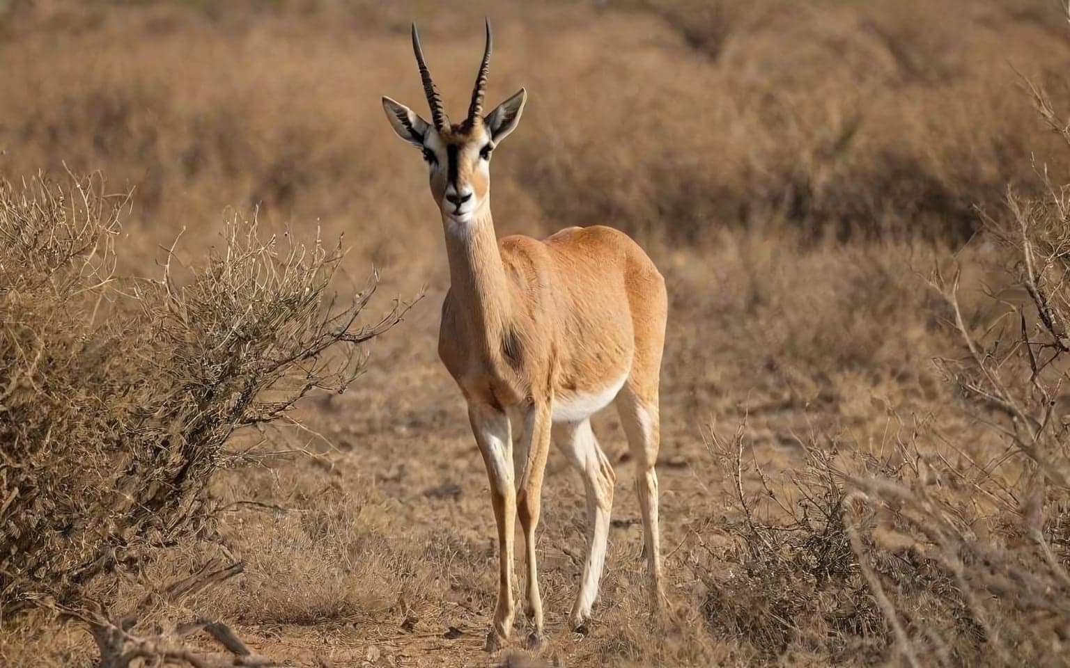 Representative AI illustration of Chinkara