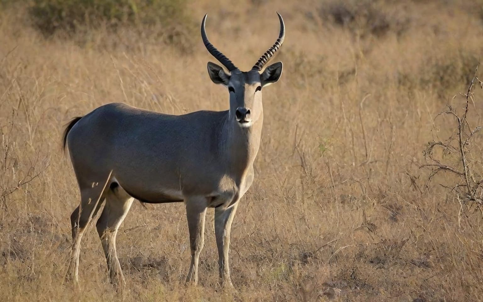 Representative AI illustration of Nilgai